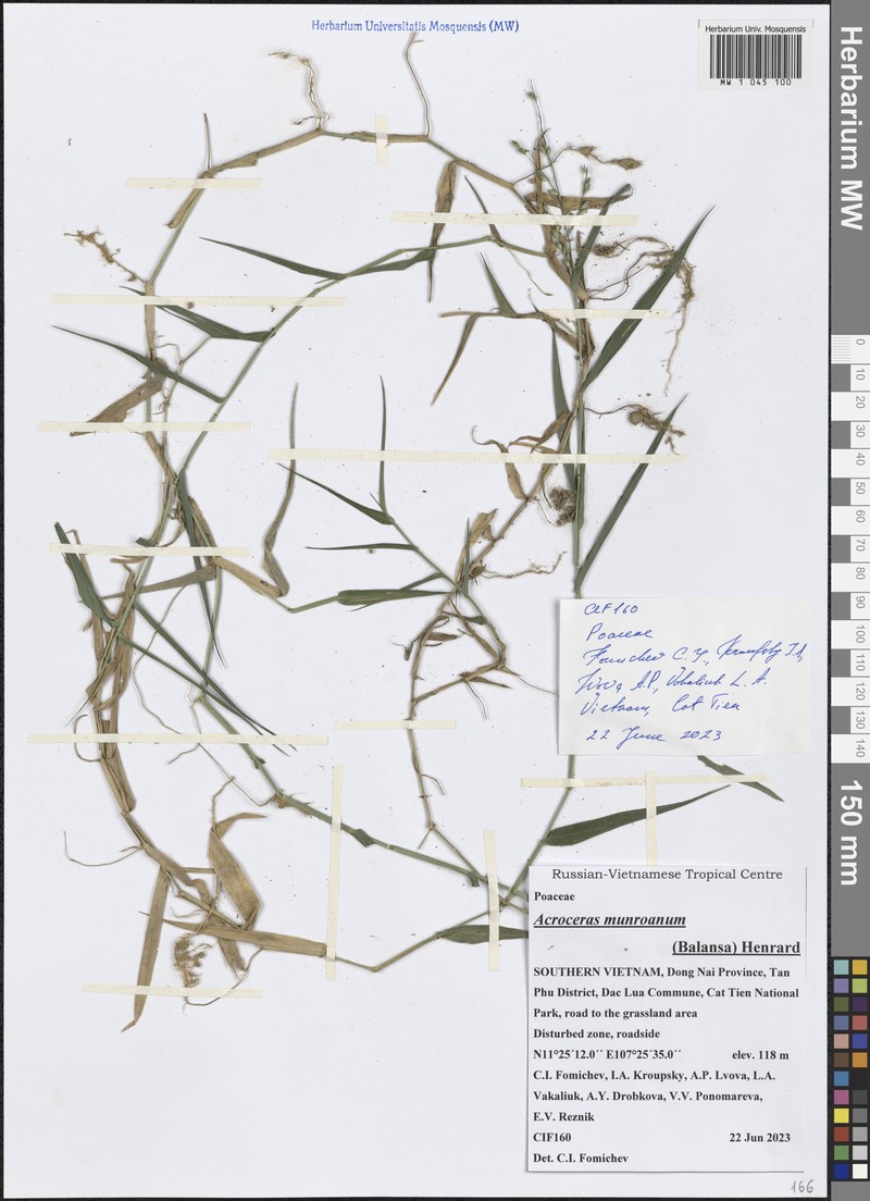 Acroceras munroanum