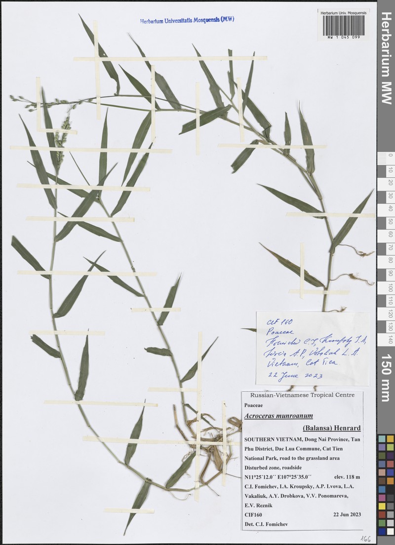 Acroceras munroanum photo 3