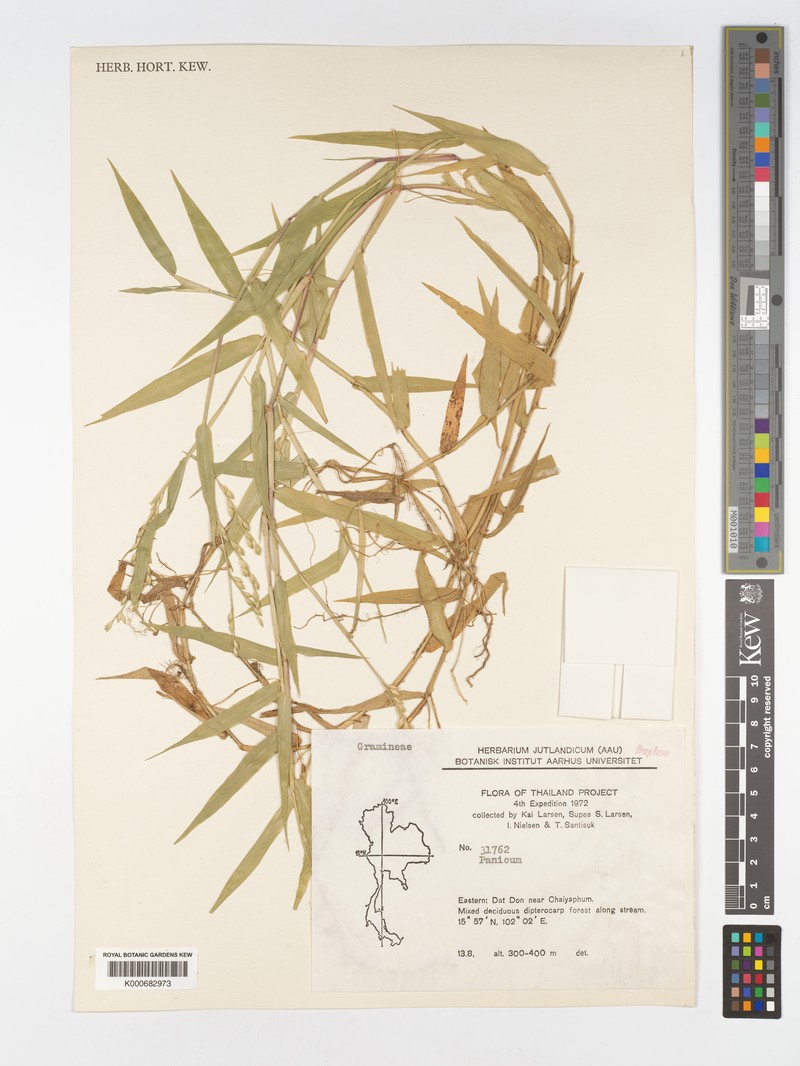 Acroceras munroanum photo 4