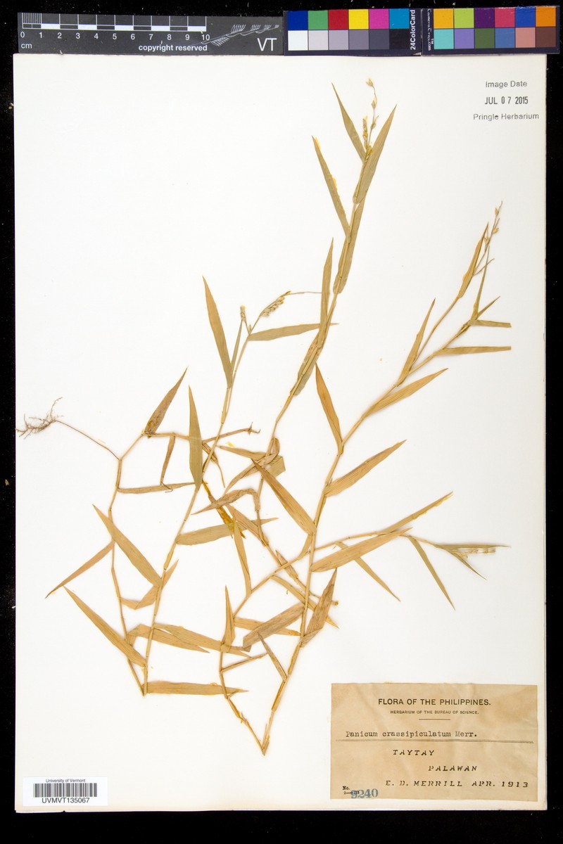 Acroceras munroanum photo 5