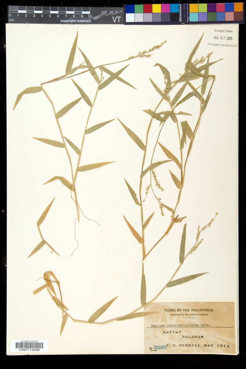 Acroceras munroanum photo 6