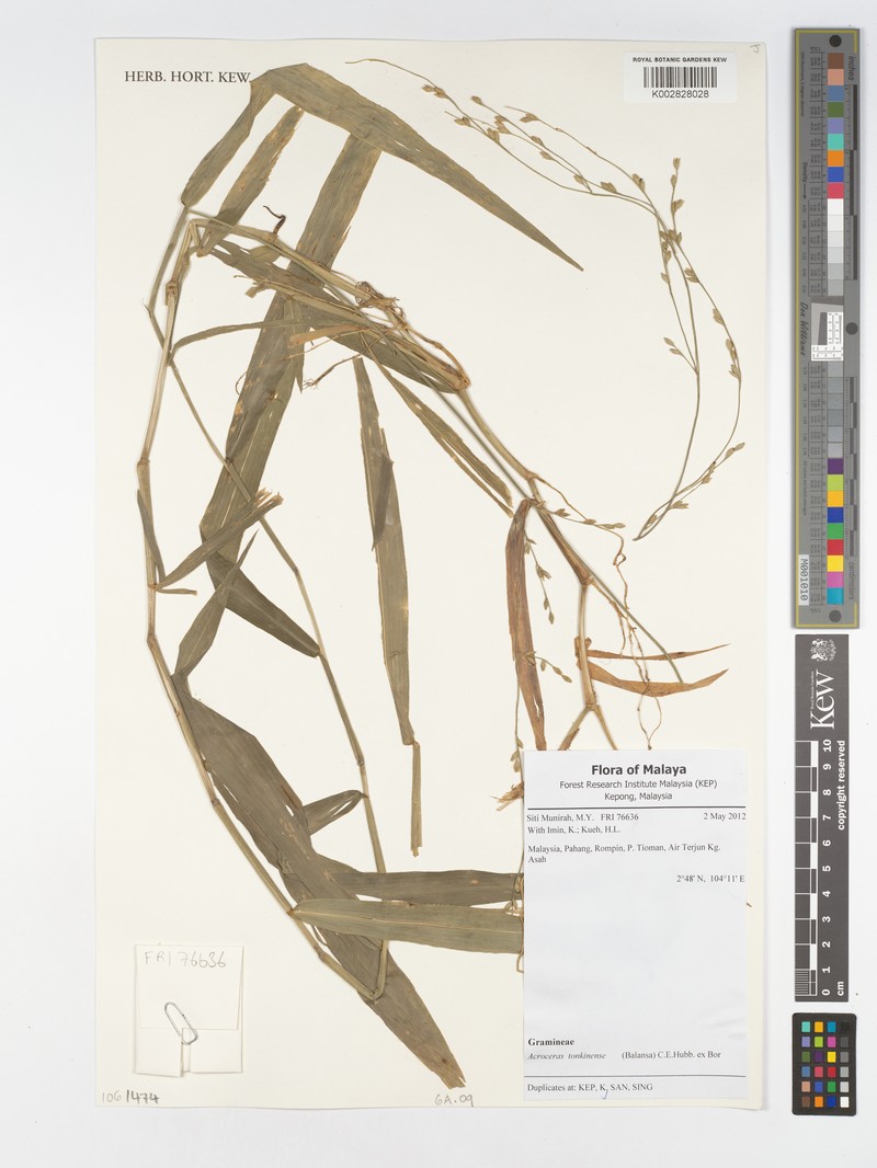 Acroceras tonkinense