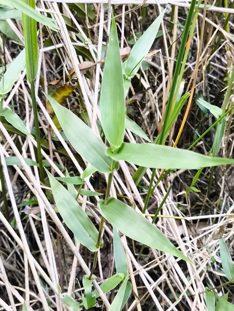 Acroceras oryzoides photo 2