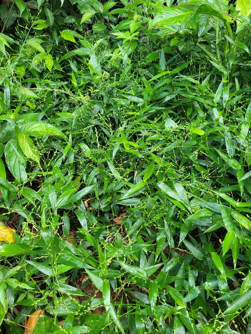 Acroceras oryzoides photo 3