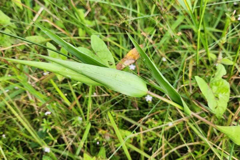 Acroceras oryzoides photo 4