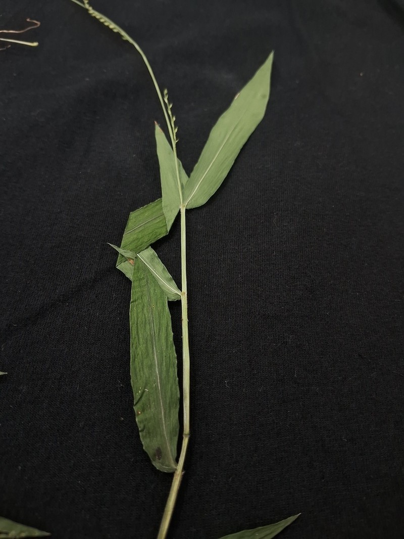 Acroceras oryzoides photo 5