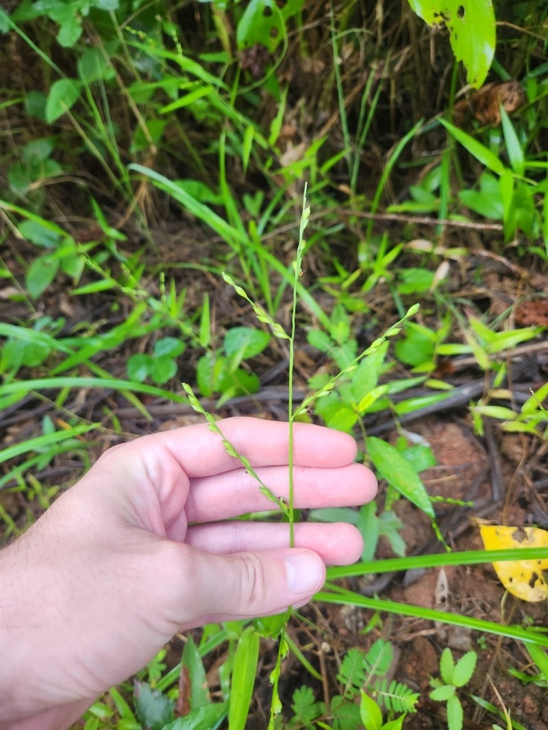 Acroceras oryzoides photo 6