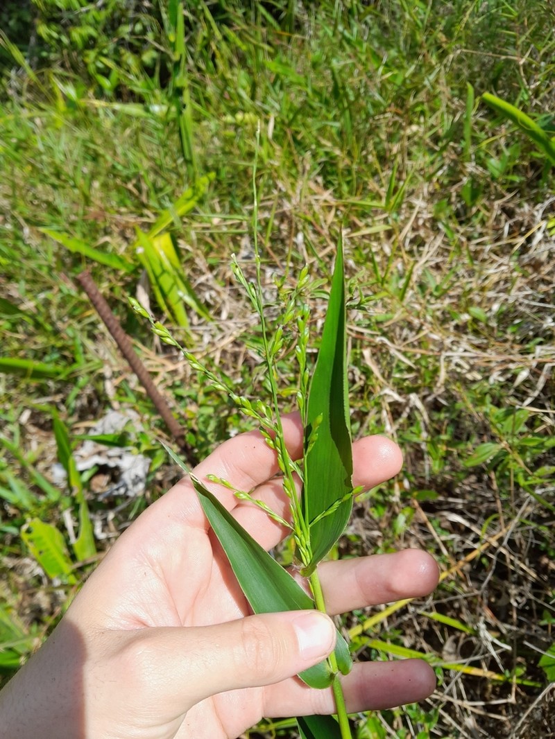 Acroceras oryzoides photo 7