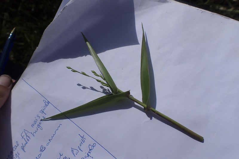 Acroceras oryzoides photo 8
