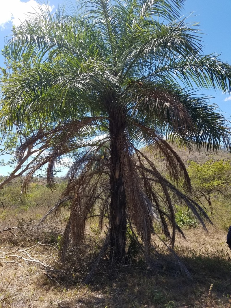 Coyol Palm photo 5