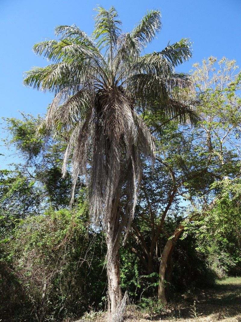 Coyol Palm photo 6