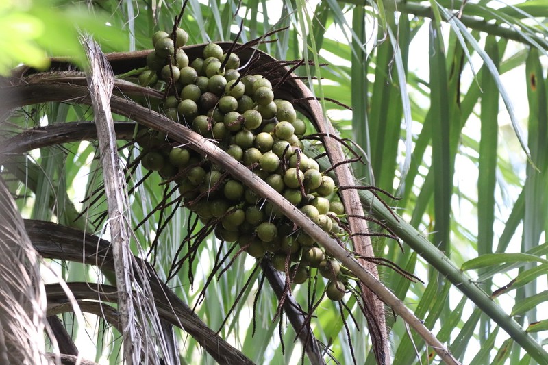 Coyol Palm photo 7