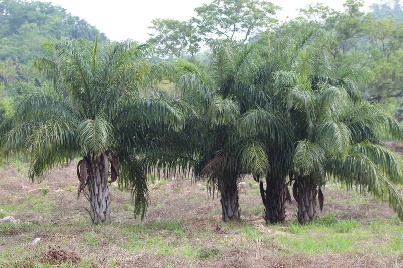 Coyol Palm photo 8