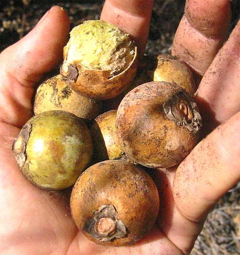 Grugru Palm photo 2
