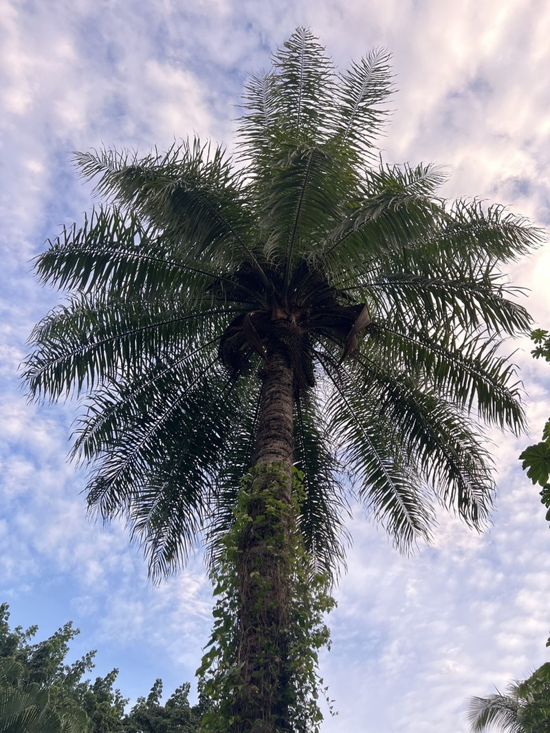 Grugru Palm photo 8