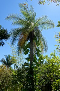 Coyol Palm