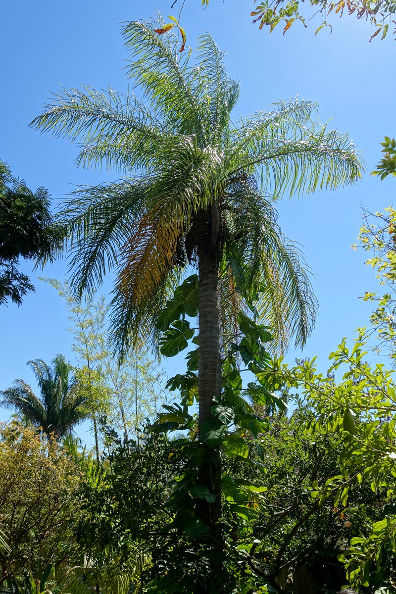 Coyol Palm