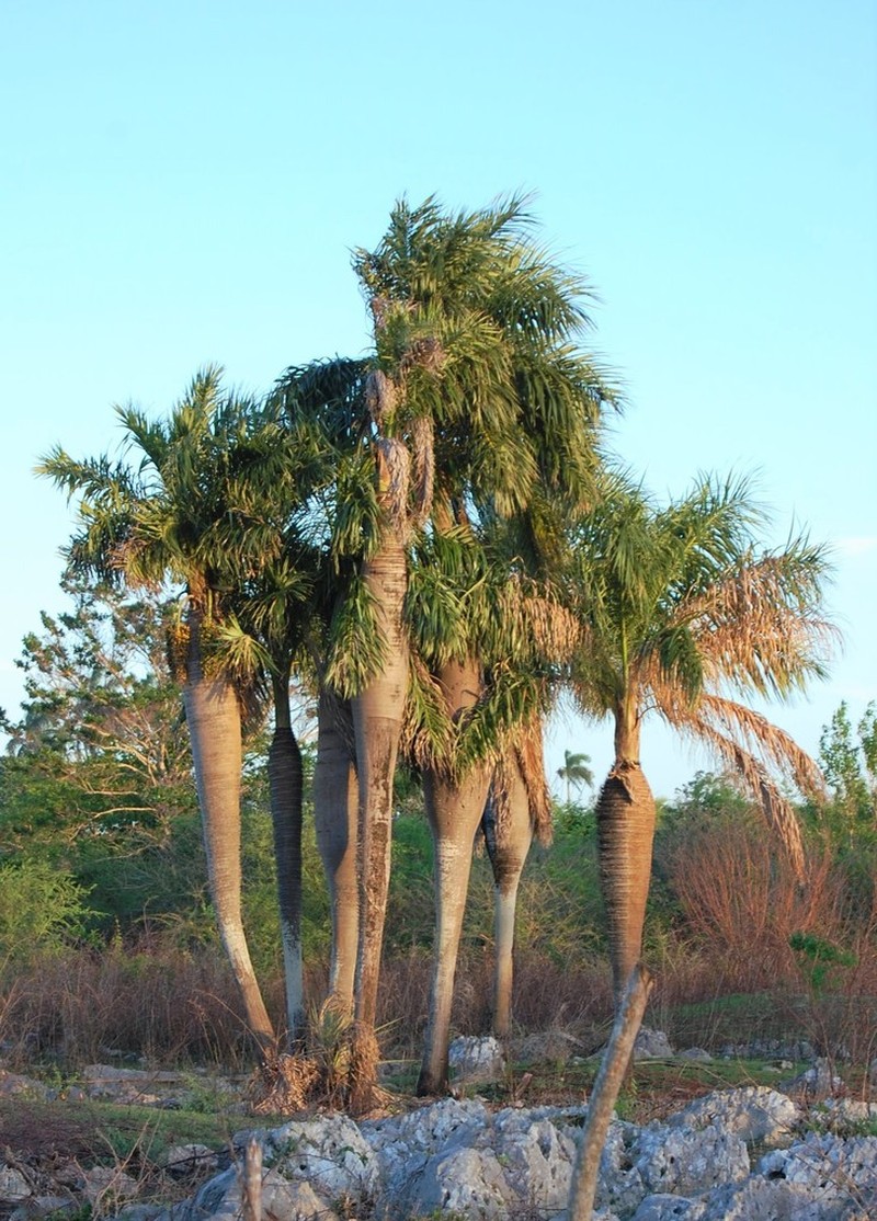 Acrocomia crispa photo 3