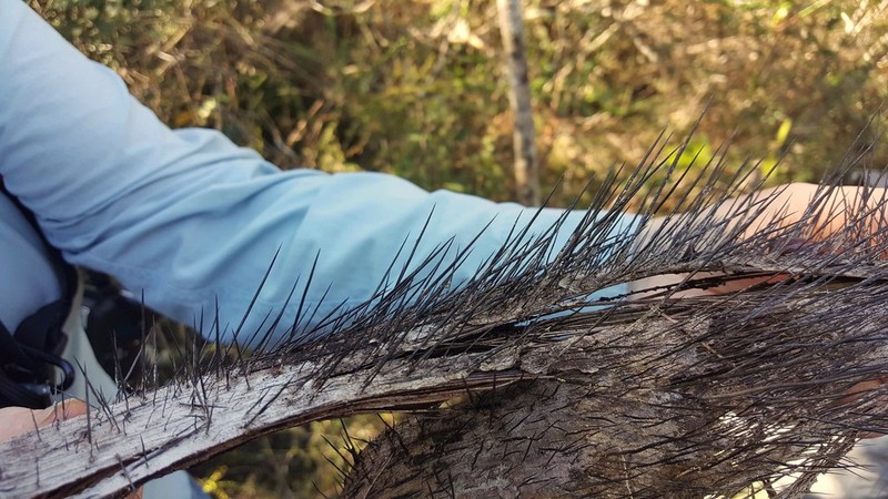 Acrocomia crispa photo 5