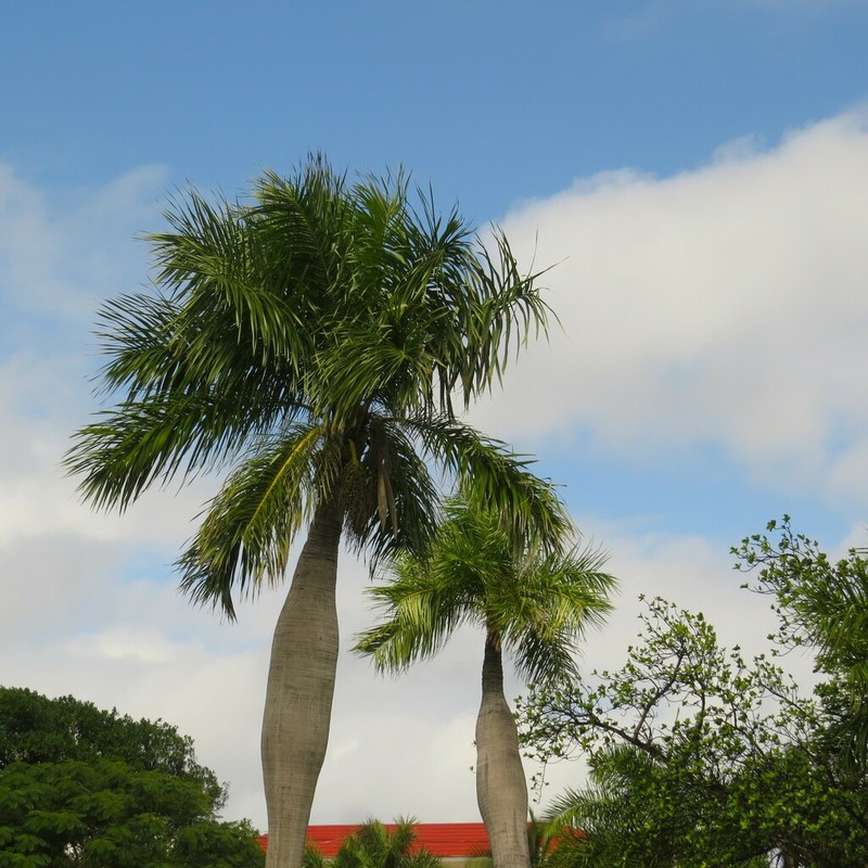Acrocomia crispa photo 6