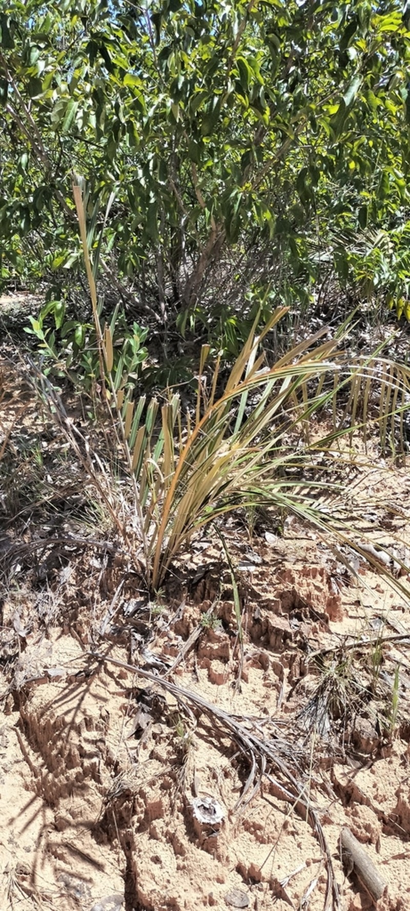 Acrocomia emensis