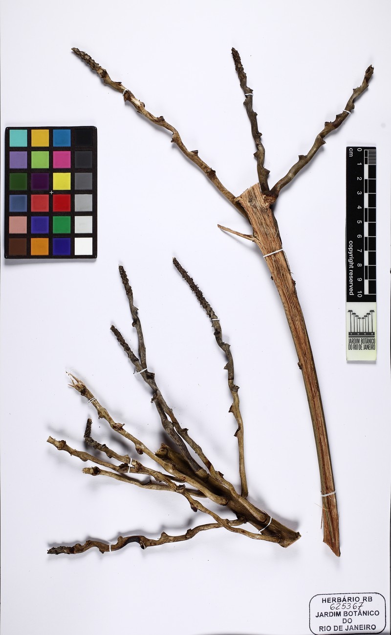 Acrocomia glaucescens
