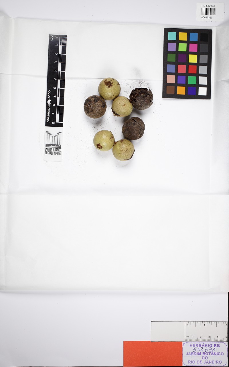 Acrocomia glaucescens photo 2