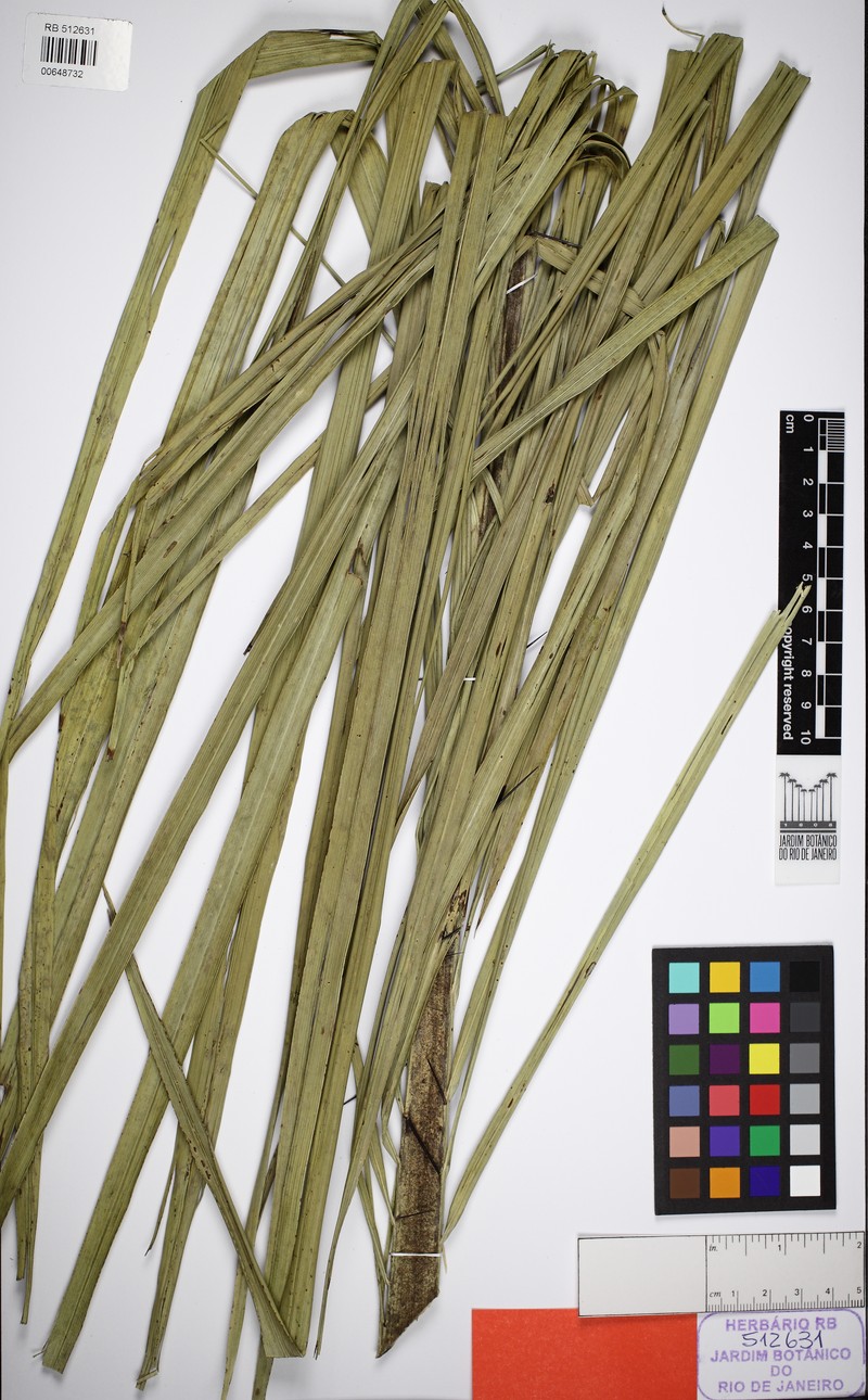 Acrocomia glaucescens photo 4