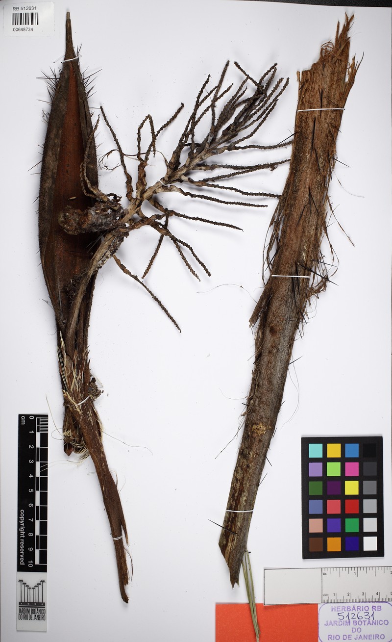 Acrocomia glaucescens photo 5