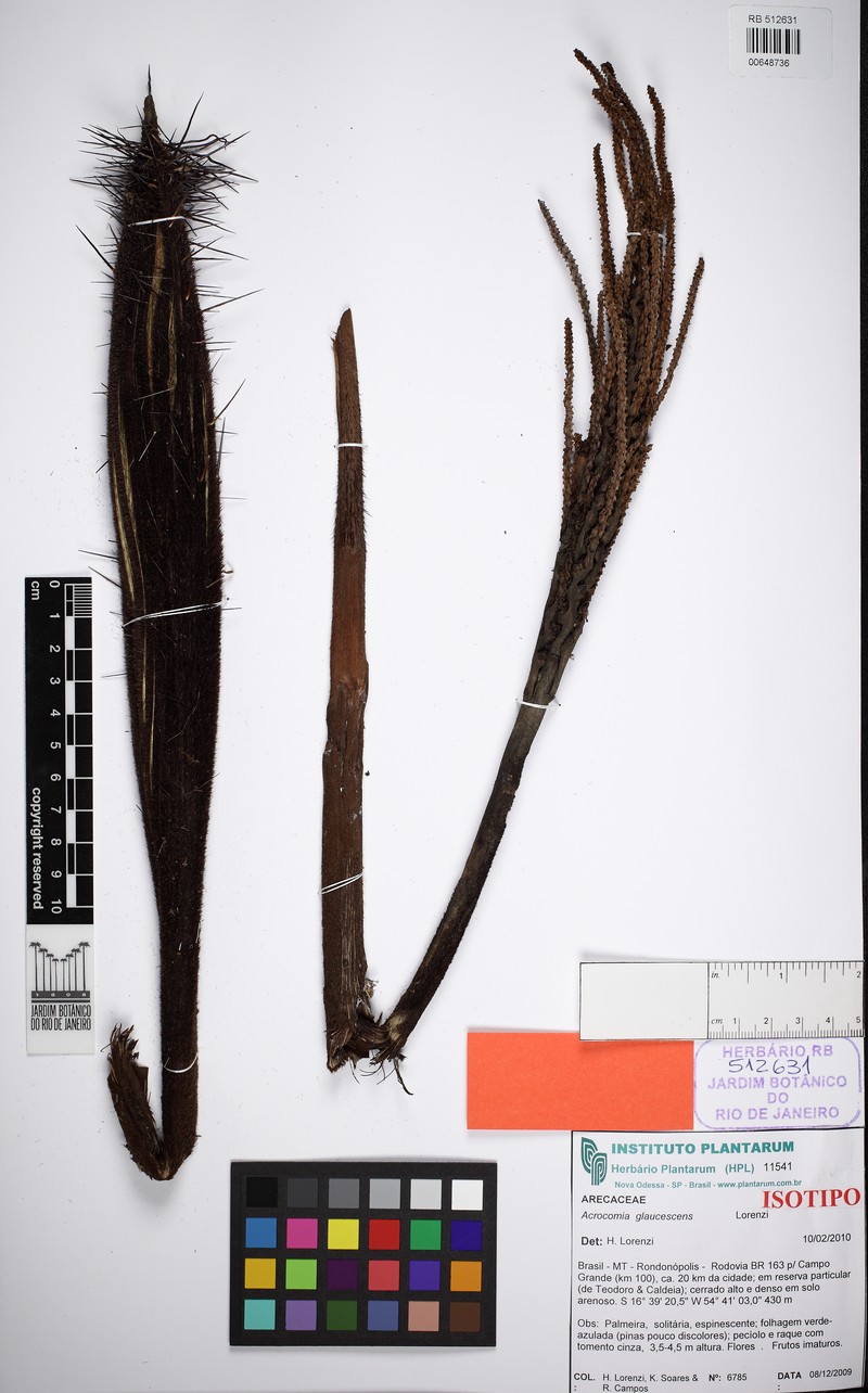 Acrocomia glaucescens photo 6