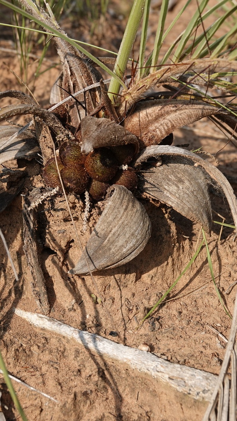 Acrocomia hassleri photo 4