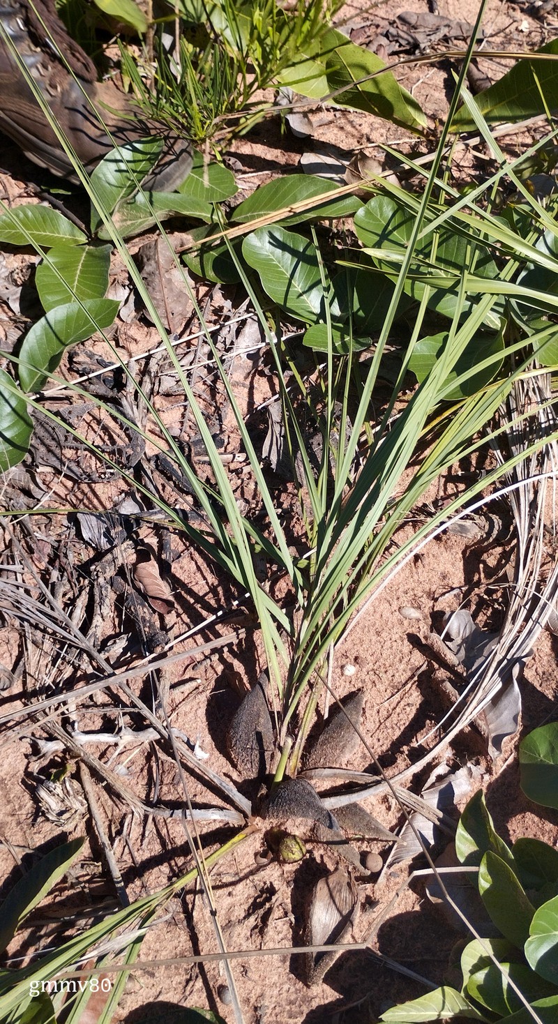 Acrocomia hassleri photo 6