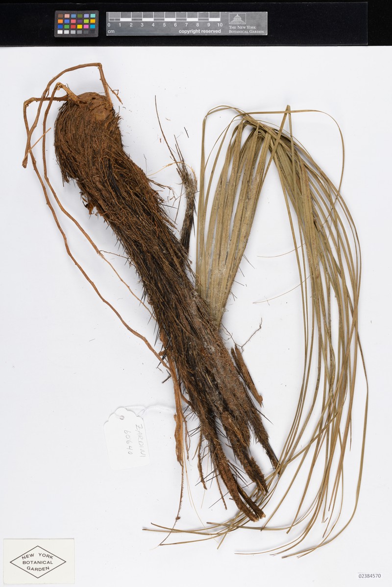 Acrocomia hassleri photo 7