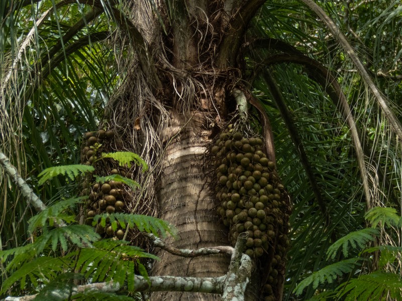 Acrocomia intumescens photo 2