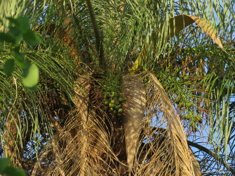 Acrocomia intumescens photo 7