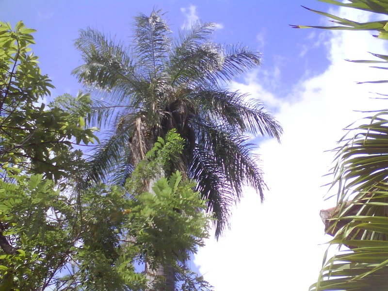 Acrocomia intumescens