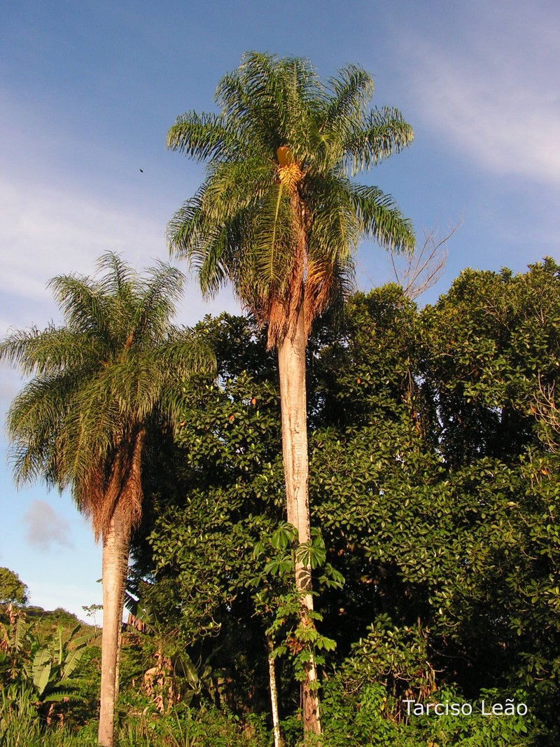 Acrocomia intumescens photo 8