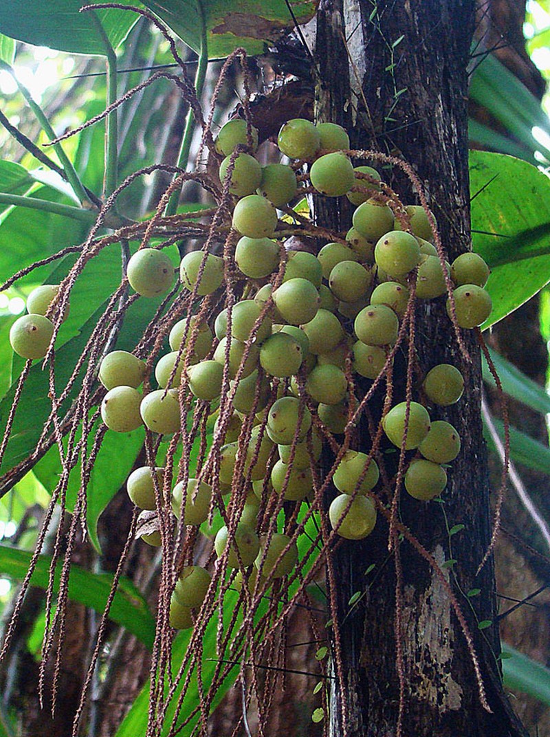 Grugru Palm photo 2
