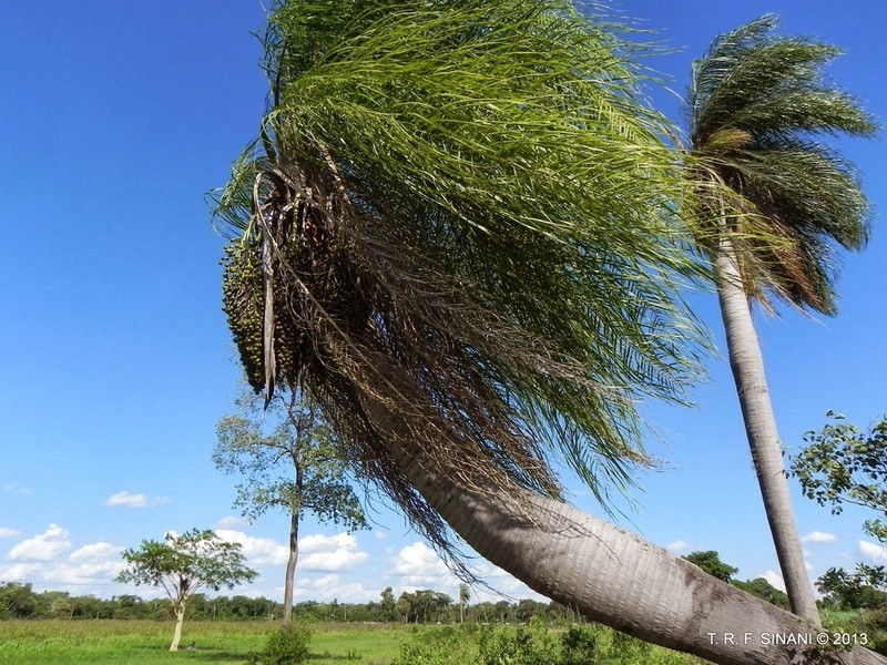Grugru Palm photo 3