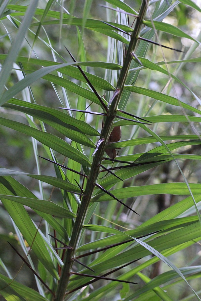 Grugru Palm photo 4