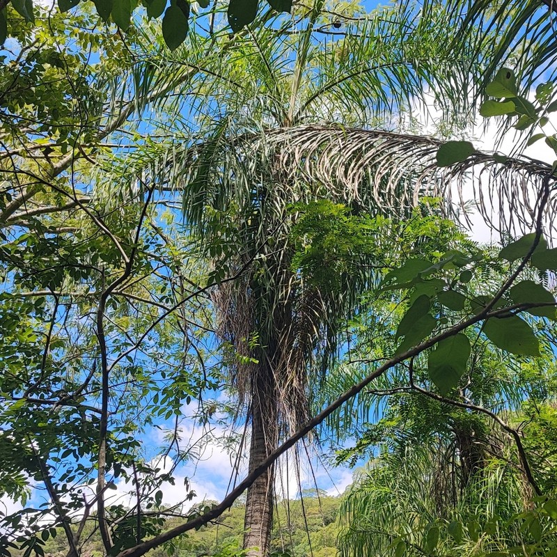 Grugru Palm photo 5