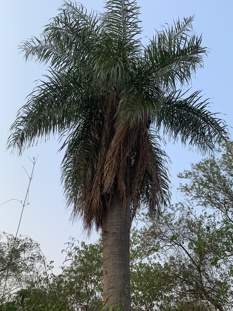 Grugru Palm photo 6