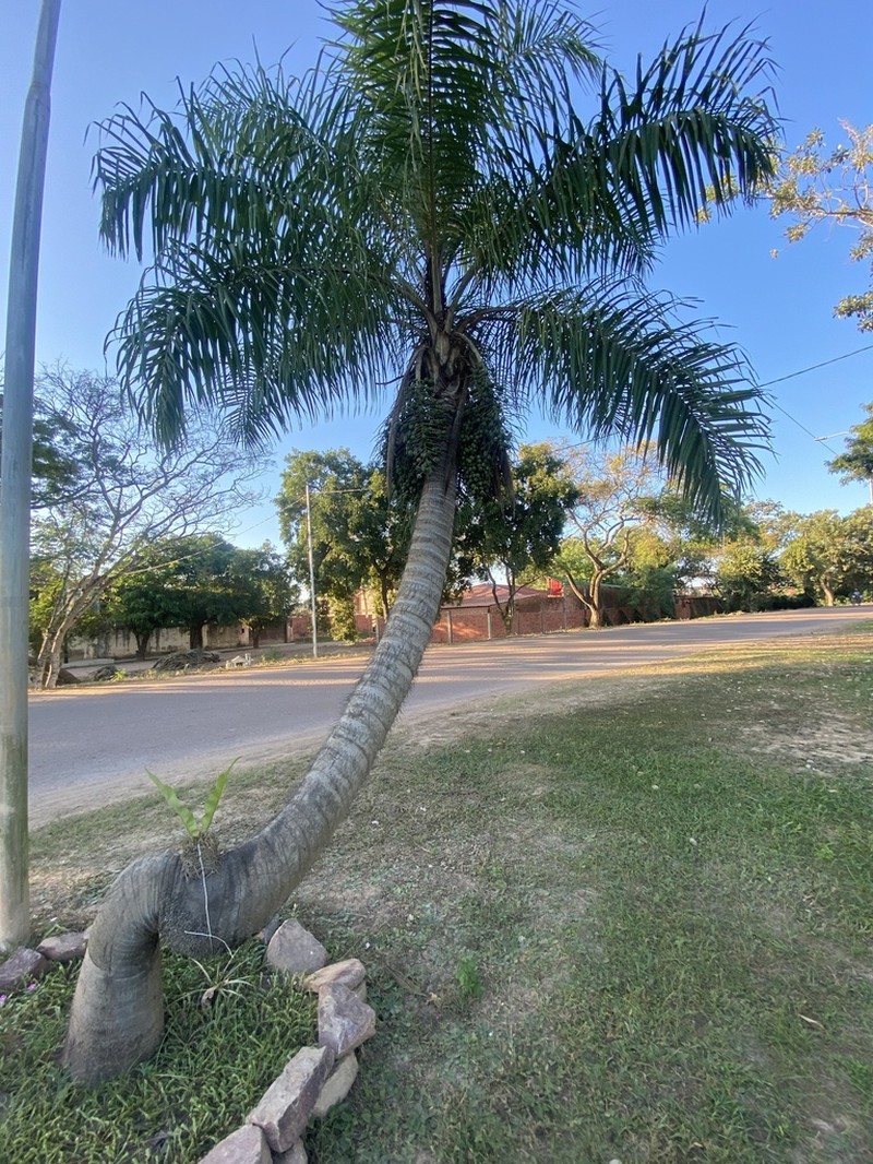 Grugru Palm photo 7