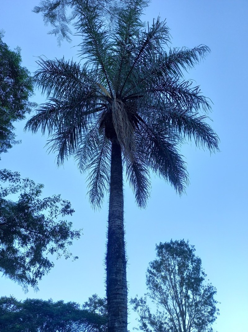 Grugru Palm photo 8