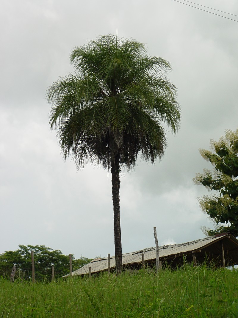 Grugru Palm