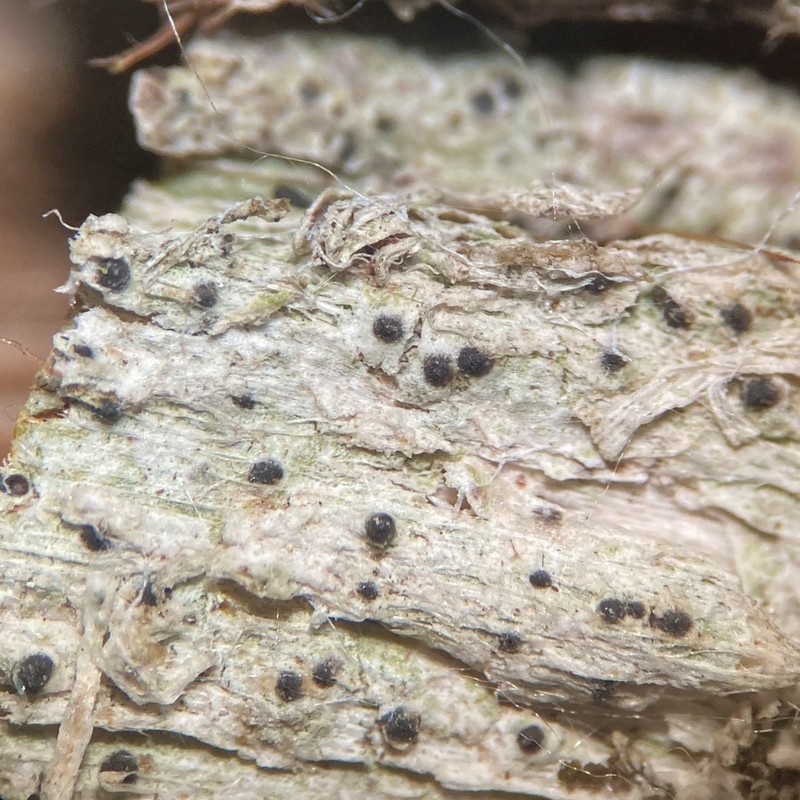 Acrocordia Lichen photo 2