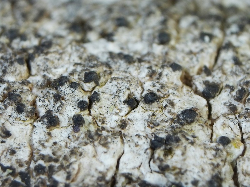Acrocordia Lichen photo 3