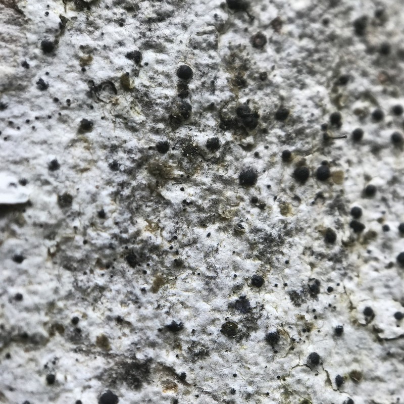 Acrocordia Lichen photo 4