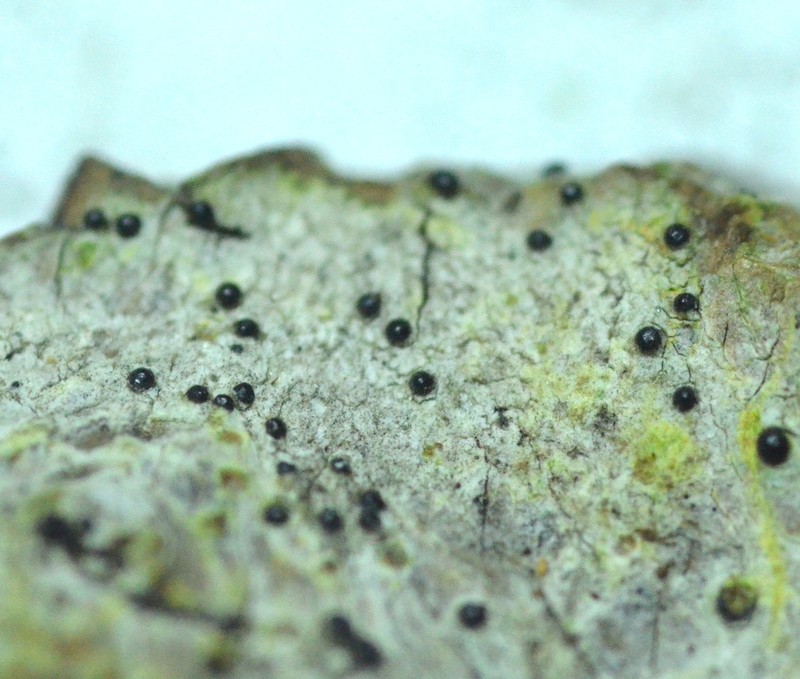 Acrocordia Lichen photo 5