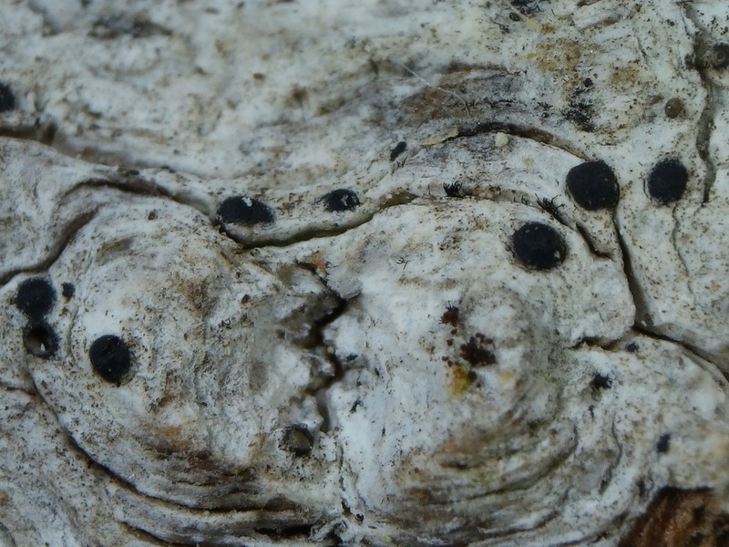 Acrocordia Lichen photo 6